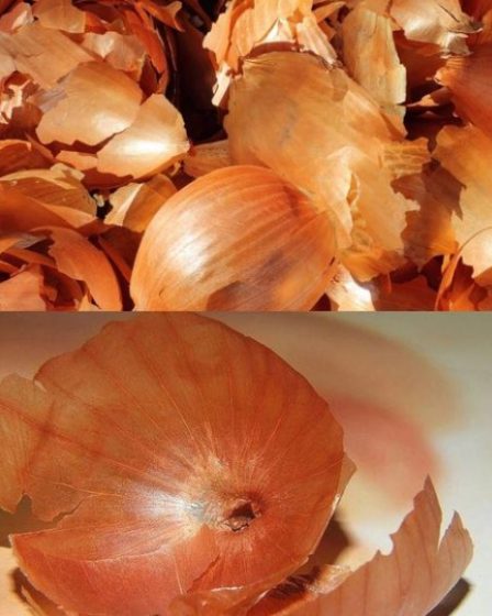 cascas de cebola